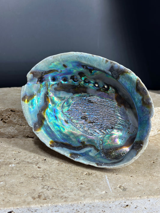 Abalone Shell